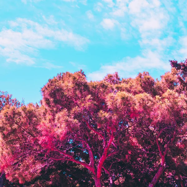 pink crown of the tree against the sky. bright neon colors. minimal and surreal. summer vacation. the style of the 80\'s