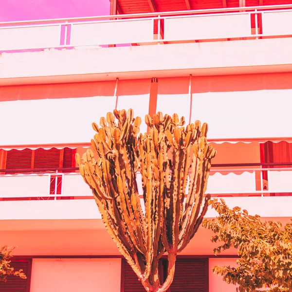 cactus and hotel. orange style. minimal and surrealism