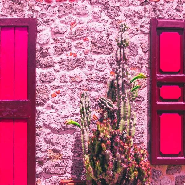 cactus against a stone wall. minimal and surrealism