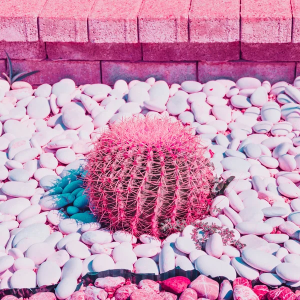 Round cactus with thorns on stones in pink style