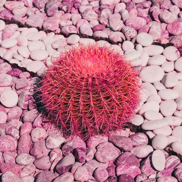 Round cactus with thorns on stones in pink style. Minimal