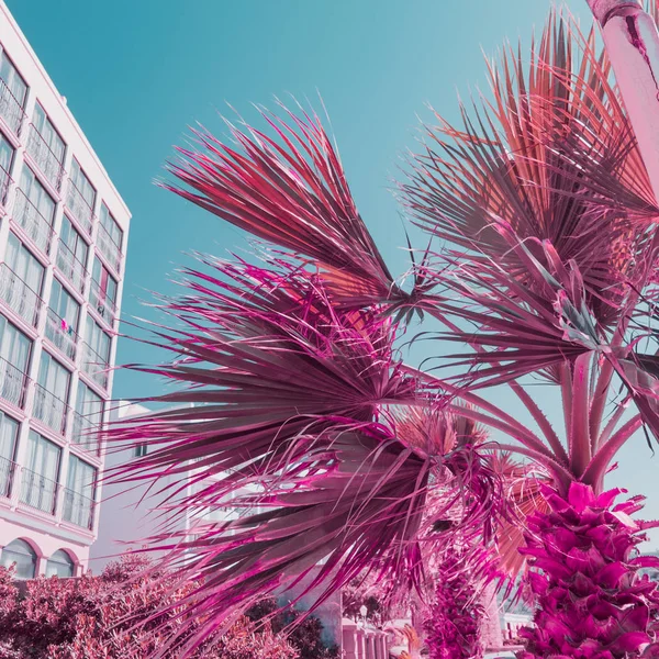 Palms, plants and  hotel. Minimal and bright. Infrared pink and blue sky style