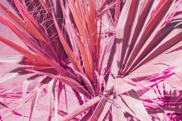 Background pattern of palm leaves. Minimal and bright. Infrared pink style