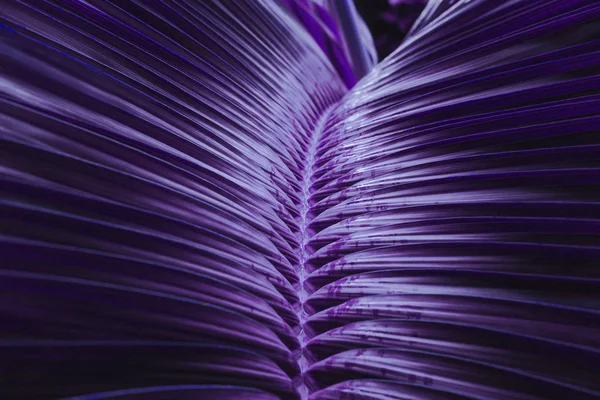 Vivid dark purple palm leaves pattern close up. Creative layout, toned, horizontal. Minimalism concept