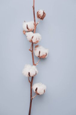 Pamuk çiçek pastel mavi Kağıt arka plan üzerinde. Minimalizm düz yatıyordu kompozisyon blogcular, sanatçılar, sosyal medya, dergi için. Boşaltmak, dikey