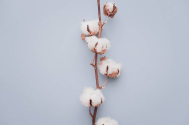 Pamuk çiçek pastel mavi Kağıt arka plan üzerinde. Minimalizm düz yatıyordu kompozisyon blogcular, sanatçılar, sosyal medya, dergi için. Boşaltmak, yatay