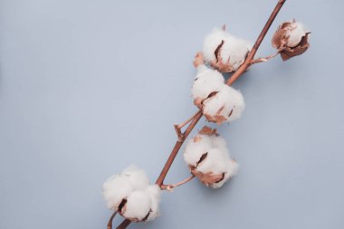 Pamuk çiçek pastel mavi Kağıt arka plan üzerinde. Minimalizm düz yatıyordu kompozisyon blogcular, sanatçılar, sosyal medya, dergi için. Boşaltmak, yatay