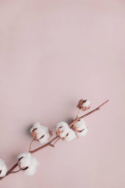 Pamuk çiçek pastel soluk pembe arka plan üzerinde. Minimalizm düz yatıyordu kompozisyon blogcular, sanatçılar, sosyal medya, dergi için. Boşaltmak, dikey