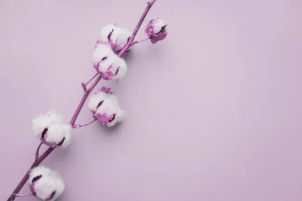 Overhead cotton flower on pastel pale purple background. Minimalism flatlay composition for bloggers, artists, social media,  magazines. Copyspace, vertical