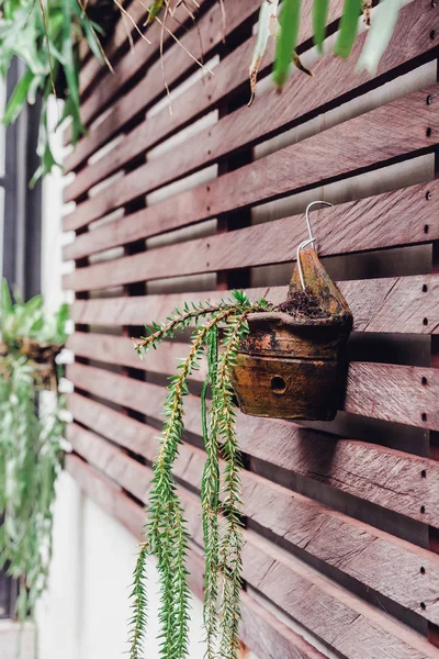 Green Plants Pots Brown Wood Plank Wall Interior Design — Stock Photo, Image