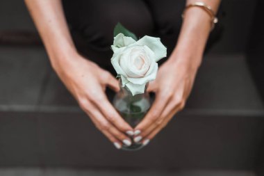 Bir beyaz gül çiçek vazo holding kadının eller. Bağış, sağlık, kavramı veren. Koyu arka plan