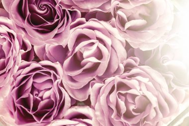 Pastel mor renk güller. Çiçek desenli. Güneş parlaması. Ek yük