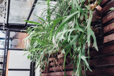 Yeşil bitkiler tencere bir kahverengi ahşap tahta duvar. İç tasarım