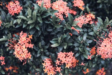 Soluk yeşil ve kırmızı yaprakları. Tonlu görüntü. Yaratıcı düzen, moda, Güzellik, yaşam tarzı posterler için arka plan. 