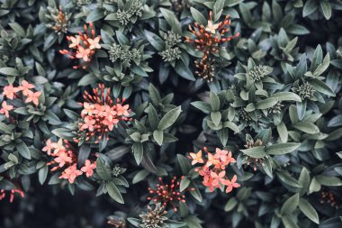 Soluk yeşil ve kırmızı yaprakları. Tonlu görüntü. Yaratıcı düzen, moda, Güzellik, yaşam tarzı posterler için arka plan. 