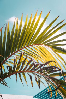 Işık yeşil palmiye karşı turkuaz gökyüzü bırakır. Pastel renkler, yaratıcı renkli minimalizm. Metin için yer kopyalayın