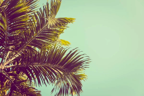 Palm tree against turquoise sky. Filter toned effect, Copy space