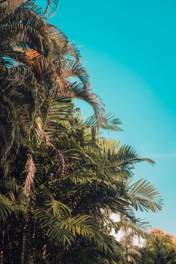 NET vintage mavi gökyüzü karşı yeşil palmiye ağaçları. Çok az. Boşaltmak. Tonlu görüntü filtresi, güneş ışığı