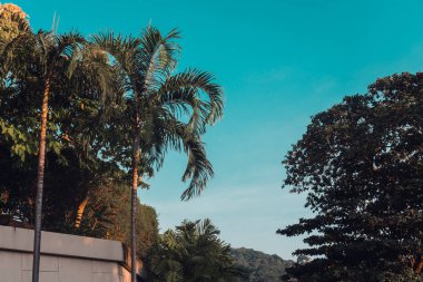 NET vintage mavi gökyüzü karşı yeşil palmiye ağaçları. Çok az. Boşaltmak. Tonlu görüntü filtresi, güneş ışığı