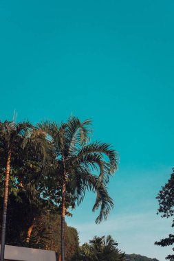 NET vintage mavi gökyüzü karşı yeşil palmiye ağaçları. Çok az. Boşaltmak. Tonlu görüntü filtresi, güneş ışığı