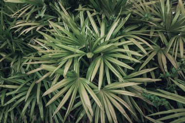 Soluk yeşil palmiye yaprakları arka planda. Yaratıcı düzen. Tonu ayarlanmış resim filtresi 