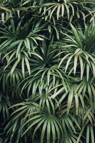 Sfondo Sbiadito Foglie Palma Verde Disposizione Creativa Filtro Immagine Tonico — Foto Stock