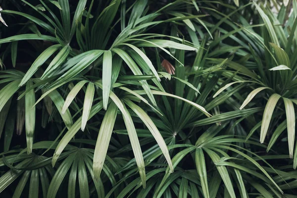 Sfondo Sbiadito Foglie Palma Verde Disposizione Creativa Filtro Immagine Tonico — Foto Stock