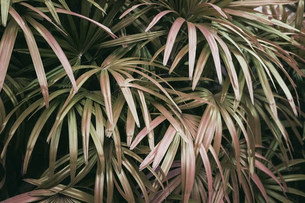 淡绿色的棕榈叶背 创意布局 高音图像滤波器 — 图库照片