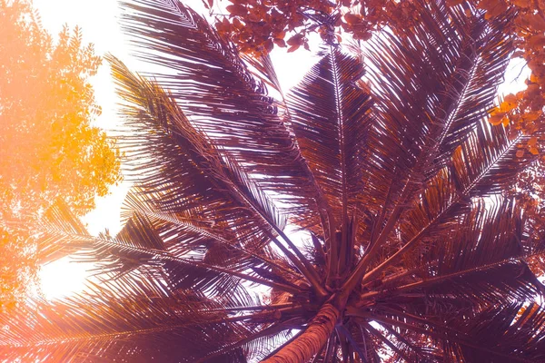 Palmen Silhouette Gegen Sonnenuntergang Filter Getönten Effekt Lila Und Orange — Stockfoto