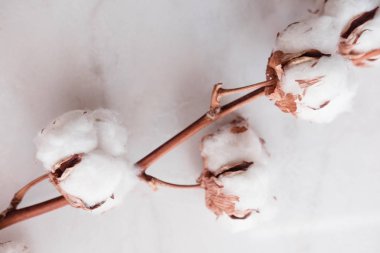 Yukarıdaki beyaz mermer zemin üzerine pamuk çiçek. Minimal düzen