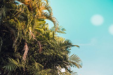 NET vintage mavi gökyüzü karşı yeşil palmiye ağaçları. Çok az. Boşaltmak. Tonlu görüntü filtresi, güneş ışığı
