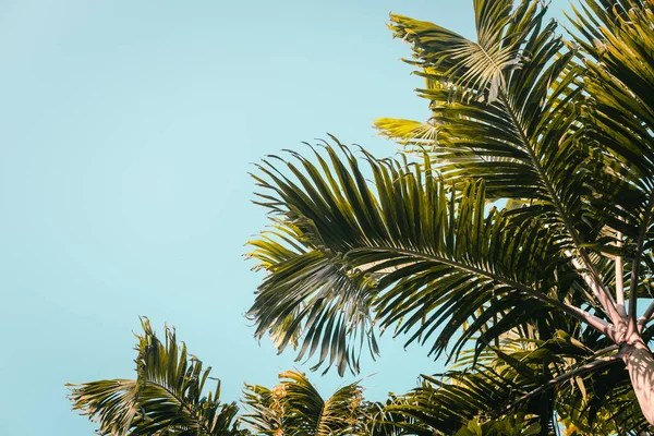 Green palm trees against clear blue sky. Minimal. Copyspace