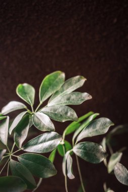 İç tasarımda koyu yeşil bitkiler. Klasik desenli kırmızı tuğla duvar