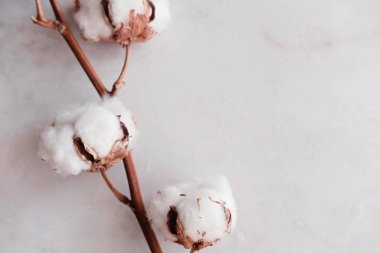 Yukarıdaki beyaz mermer zemin üzerine pamuk çiçek. Minimal düzen