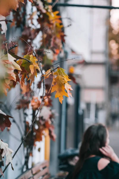 Fall leaves outdoor decor ideas. Toned image