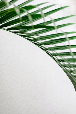 Tropikal palmiye yaprakları, yeşil beyaz duvara. Yaratıcı düzen, tonlu görüntü filtresi, Minimalizm