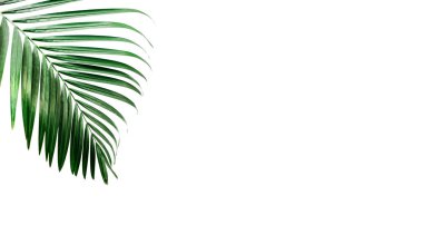 Tropikal palmiye yaprakları, yeşil beyaz duvara. Yaratıcı düzen, tonlu görüntü filtresi, Minimalizm