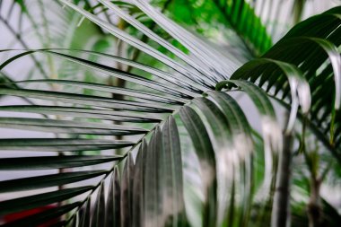Tropik palmiye yaprakları, yeşillik. Yaratıcı düzen, tonlu resim filtresiName