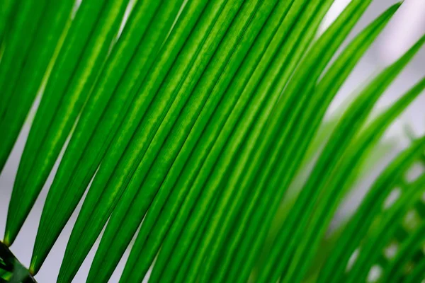 Tropical palm leaves, vivid colored greenery. Creative layout, toned image filter, close up