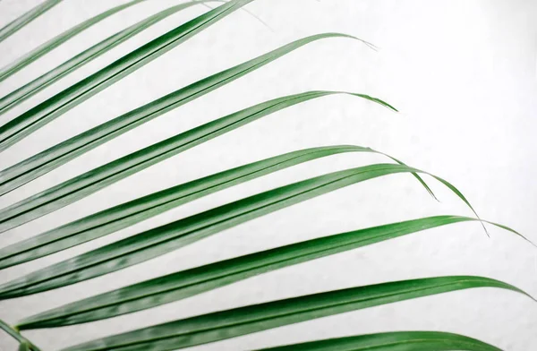 Folhas Palmeira Tropicais Vegetação Contra Parede Branca Layout Criativo Filtro — Fotografia de Stock