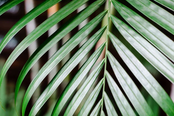 Feuilles Palmier Tropicales Verdure Couleur Vive Mise Page Créative Filtre — Photo
