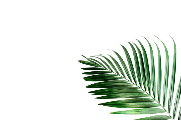 Tropisk Palm Blad Grönska Mot Vit Vägg Kreativ Layout Tonad — Stockfoto