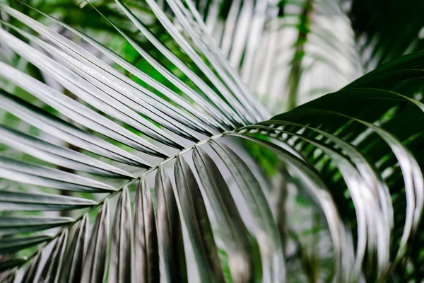 Feuilles Palmier Tropicales Verdure Mise Page Créative Filtre Image Tonique — Photo