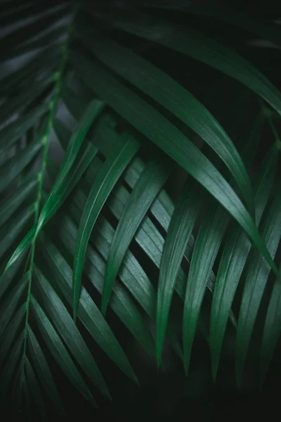深绿色的棕榈叶图案 创意布局 色调图像过滤效果 — 图库照片
