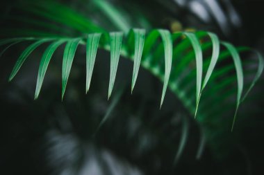 Koyu yeşil palmiye yaprakları deseni. Yaratıcı düzen, tonlu resim filtre efekti