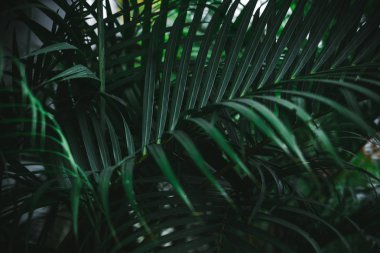 Koyu yeşil palmiye yaprakları deseni. Yaratıcı düzen, tonlu resim filtre efekti