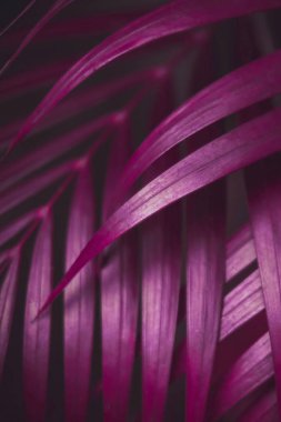 Koyu mor renkli palmiye yaprakları deseni. Yaratıcı düzen, tonlu resim filtre efekti