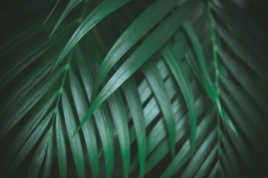 Koyu yeşil palmiye yaprakları deseni. Yaratıcı düzen, tonlu resim filtre efekti