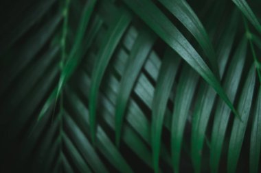 Koyu yeşil palmiye yaprakları deseni. Yaratıcı düzen, tonlu resim filtre efekti