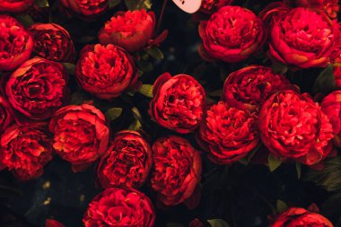 Tutkulu güzel kırmızı peonies arka plan yukarıdan. Çiçek desenli, düzen, canlı renkler